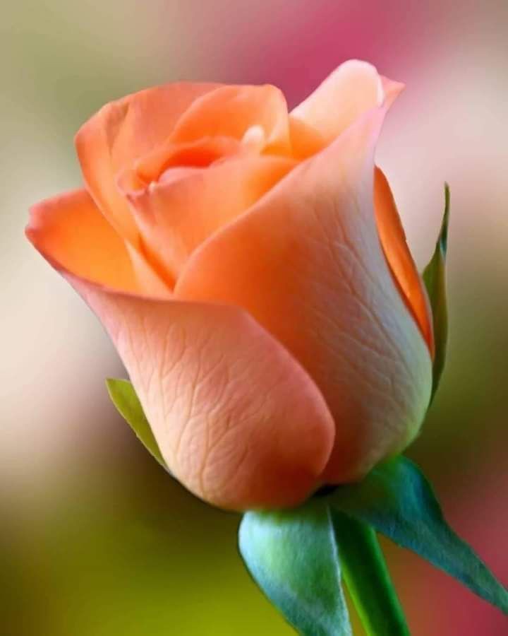 ���� ���� ������ �� ���� ������