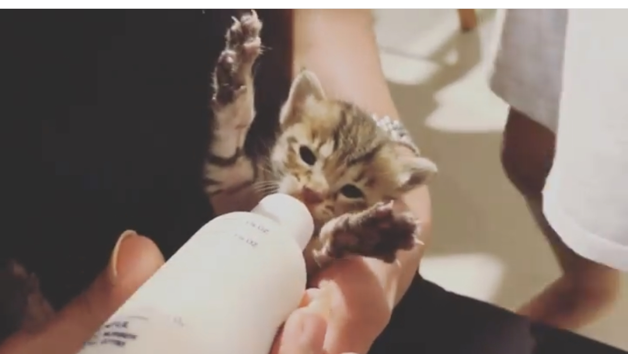 ����� ���� �������