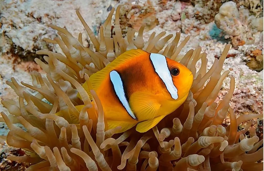 Falcon-Tours Adventure