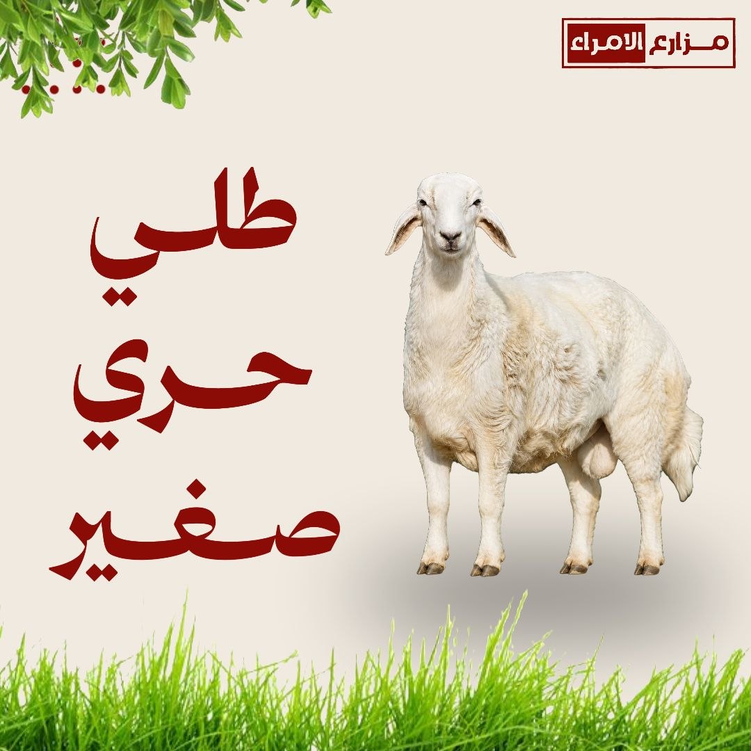 طلي حري صغير
